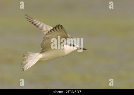 Tern (Chlidonias hybrida) in volo a Kheda, Gujarat, India Foto Stock