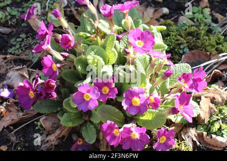 fiori viola di primula in piccolo bordo del giardino Foto Stock