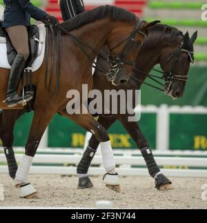 due cavalli della baia in dressage scalda l'anello a passo una passeggiata nel tempo con protezione gambe polo bendaggi splint stivali e stivali a campana e tack inglese Foto Stock