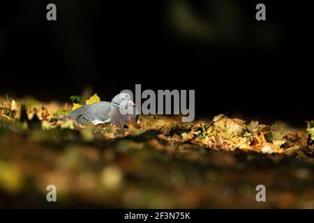 Comune woodpigeon Columba palumbus, rosticante tra le lettiere di foglia al sole, Derby, Derbyshire, UK, settembre Foto Stock