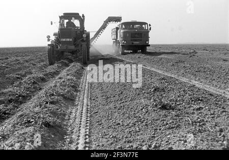 30 novembre 1984, Sassonia, Eilenburg: Raccolta di patate nel distretto di Lipsia a metà degli anni '80 nei campi del GPL Pflanzenproduktion. Data esatta della fotografia non nota. Foto: Volkmar Heinz/dpa-Zentralbild/ZB Foto Stock