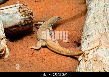 Australia, deserto sabbia monitor aka sabbia goanna o bungarra Foto Stock