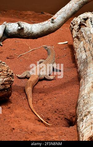 Australia, sabbia goanna aka monitor di sabbia Foto Stock