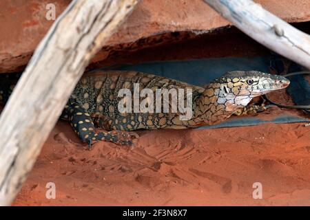 Australia, Perentie - il più grande monitor in Australia Foto Stock