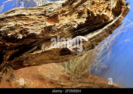 Australia, pygmy multiga monitor aka striscia-coda goanna Foto Stock