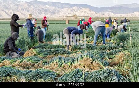 Lavoratori agricoli che raccolgono annioni verdi maturi 'Allium cepa'. Luce del mattino presto. Foto Stock