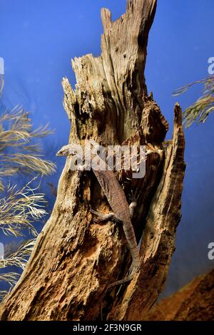 Australia, pygmy multiga monitor aka striscia-coda goanna Foto Stock