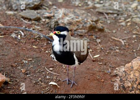 Australia, con lappatura a fasce Foto Stock