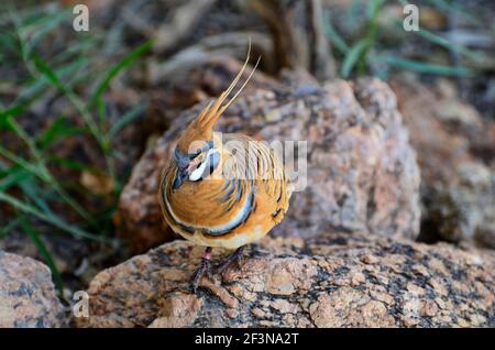 Australia, piccione spinifex noto anche come il piccione pirogenico Foto Stock