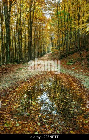 Strada in una foresta con un puddle che riflette gli alberi nella versione autunnale. Abruzzo, Italia, Europa Foto Stock