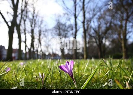 Grimsby, Regno Unito. 17 marzo 2021. Una vista generale mentre i fiori iniziano a fiorire al People's Park, Grimsby, North East Lincolnshire, Inghilterra. Credit: Ashley Allen/Alamy Live News. Foto Stock