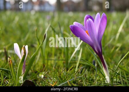 Grimsby, Regno Unito. 17 marzo 2021. Una vista generale mentre i fiori iniziano a fiorire al People's Park, Grimsby, North East Lincolnshire, Inghilterra. Credit: Ashley Allen/Alamy Live News. Foto Stock