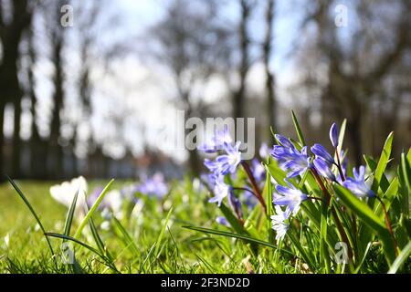 Grimsby, Regno Unito. 17 marzo 2021. Una vista generale mentre i fiori iniziano a fiorire al People's Park, Grimsby, North East Lincolnshire, Inghilterra. Credit: Ashley Allen/Alamy Live News. Foto Stock