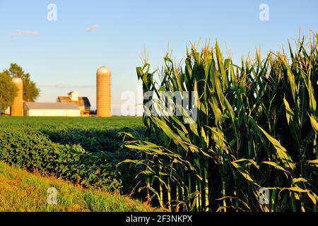 Somonauk, Illinois, Stati Uniti. La soia matura (glycine max) e il mais (zea mays) coltivano fianco a fianco in un'azienda agricola nell'Illinois rurale. Foto Stock