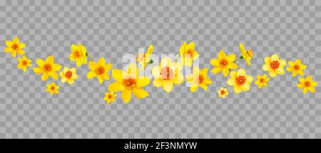 Decorazioni con narcisi su sfondo trasparente Illustrazione Vettoriale