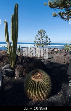 Cacti lungo la costa, El Golfo, Lanzarote, Spagna Foto Stock