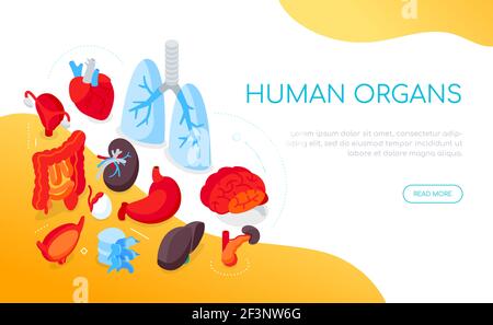 Organi interni umani - banner Web isometrico moderno e colorato con spazio di copia per il testo. Idea di assistenza sanitaria e anatomia. Illustrazione con un cuore, polmoni, Illustrazione Vettoriale