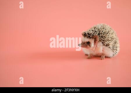 Riccio su sfondo rosa. Hedgehog femminile. Riccio di casa pigmy. Hedgehog in primo piano con la ribellione bianca africana .Pets. Hedgehog.Atelerix grigio poco Foto Stock