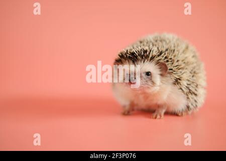 Riccio su sfondo rosa. Hedgehog femminile. Riccio di casa pigmy. Hedgehog in primo piano con la ribellione bianca dell'Africa. Foto Stock