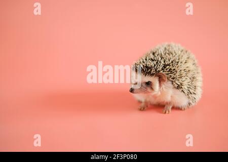 Riccio su sfondo rosa. Hedgehog femminile. Riccio di casa pigmy. Hedgehog in primo piano con la ribellione bianca africana .Pets. Hedgehog.Atelerix grigio poco Foto Stock