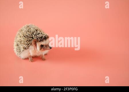 Riccio su sfondo rosa. Hedgehog femminile. Riccio pigmeo. Hedgehog in primo piano con la ribellione bianca africana .Pets. Hedgehog.Atelerix grigio poco Foto Stock