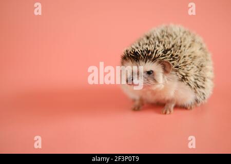 Riccio su sfondo rosa. Hedgehog femminile. Riccio di casa pigmy. Riccio bianco africano in primo piano. Animali domestici. Riccio grigio poco. Foto Stock