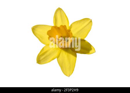 narciso giallo fiore isolato su sfondo bianco, copia spazio Foto Stock