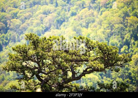 Blue Ridge montagne nel parco Shenandoah, Virginia in estate con verde fogliame su uno solo pino cedro su scogliera con foresta di montagna in bac sfocato Foto Stock