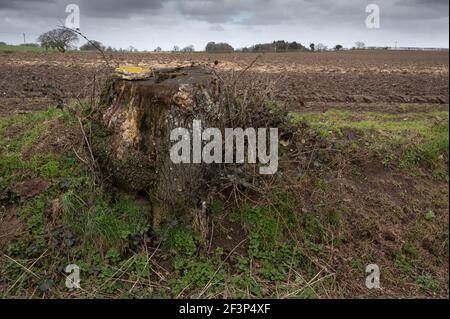 Un grande albero di quercia in legno con solo il suo tronco a sinistra nel terreno Foto Stock