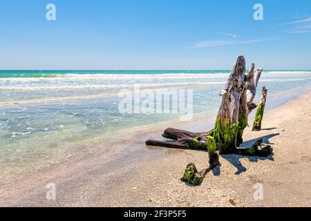 Sanibel Island, Florida, USA Bowman's Beach con uragano danneggiato tronco albero morto in verde alghe marine da colorate acque turchesi in giornata di sole in riva al mare Foto Stock