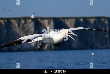 Le reti settentrionali diving per i pesci Foto Stock