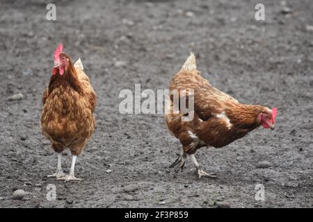 Galline da cortile Foto Stock