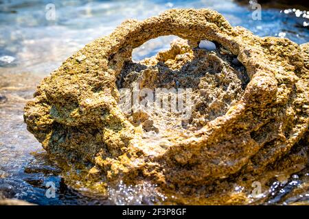 Marineland River to Sea Preserve Park in Florida con macro Primo piano della spiaggia formazione di roccia calcarea shelly dall'oceano Atlantico acqua nel giorno di sole Foto Stock