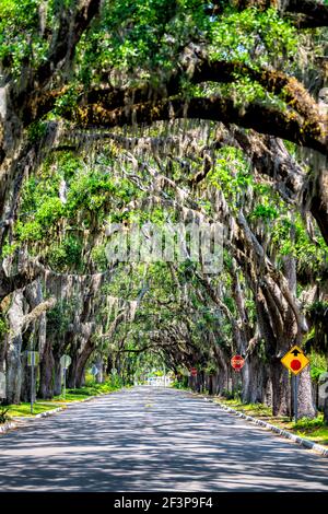 Famosa strada di Magnolia Avenue ombre con baldacchino di querce vive e muschio spagnolo sospeso a St. Augustine, Florida in estate soleggiato giorno Foto Stock