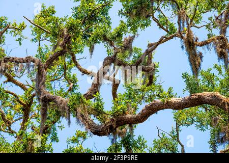 Guardando verso l'alto, vista ad angolo basso sul baldacchino dei rami di quercia con muschio spagnolo appeso sulla famosa strada di Magnolia Avenue a St. Augustine, Florida o Foto Stock