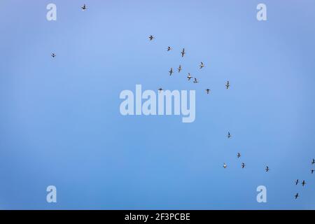 Gregge di Ruddy Shelduck dalle silhouette che volano contro il cielo blu. Foto Stock