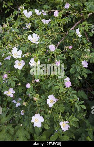 Rosa cane selvatico (Rosa Canina) fiorente in un hedgerow sul Cotswolds vicino a Sherborne, Gloucestershire UK Foto Stock