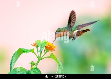 Una Coquette Tufted femmina che si nutra su un fiore selvatico di Lantana. Secondo uccello più piccolo del mondo. Uccello in giardino. Foto Stock