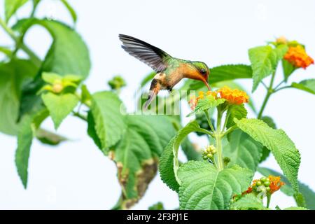 Una Coquette Tufted femmina che si nutra su un fiore selvatico di Lantana. Secondo uccello più piccolo del mondo. Uccello in giardino. Foto Stock