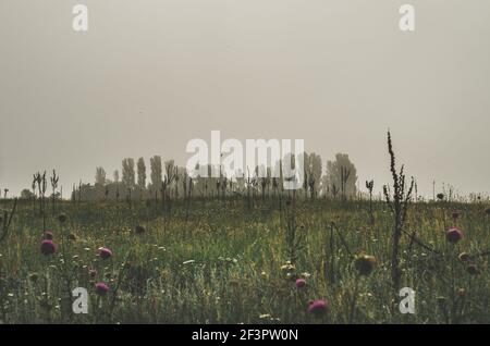 Misty mattina ripresa cinematografica in un prato con un infestato atmosfera creepy in un ambiente rurale Foto Stock