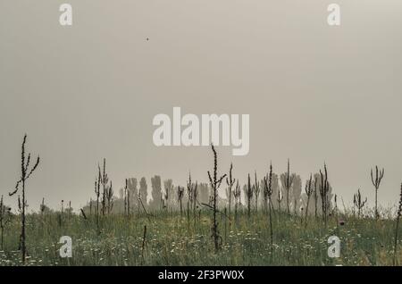 Misty mattina ripresa cinematografica in un prato con un infestato atmosfera creepy in un ambiente rurale Foto Stock