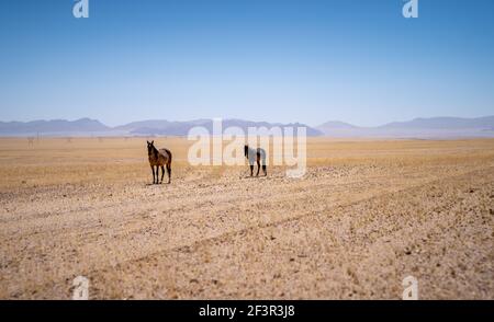 Cavalli selvaggi di Garub, vicino al deserto del namib in namibia Foto Stock