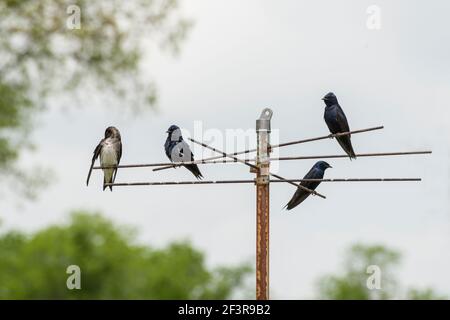 Kansas City, Kansas. Wyandotte County Lake Park. Quattro Martini viola, Progne subis seduto su un palo. Foto Stock