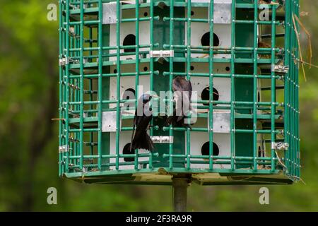 Kansas City, Kansas. Wyandotte County Lake Park. Martini viola, Progne subis. Maschio portando materiale alla femmina per il loro nido. Foto Stock