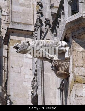 Hund. Wasserspeier an der S¸dseite., Regensburg, Dom San Pietro Foto Stock