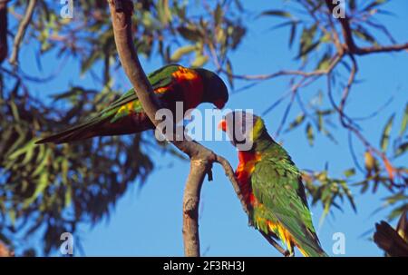 Sydney Australia East Lindfield Rainbow lorikeets in Tree Foto Stock