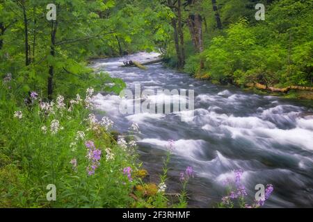 Fioritura primaverile di Dames Rocket lungo il Tanner Creek dell'Oregon. Foto Stock