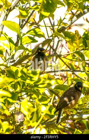 Afgano Starling-Myna nel selvaggio Nesting su UN albero. Foto Stock