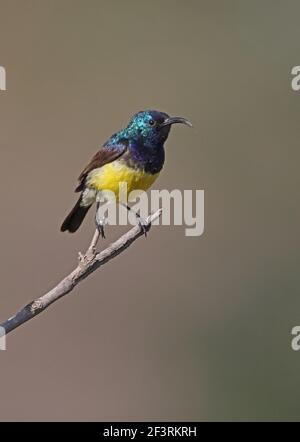 Variable Sunbird (Cinnyris venustus) maschio appollaiato su bastone Lago Naivasha, Kenya Novembre Foto Stock