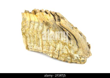 Dente di mammut isolato su fondo bianco (30,000 anni) Foto Stock